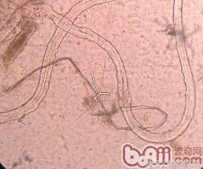 犬疥螨和真菌混合感染性皮肤病