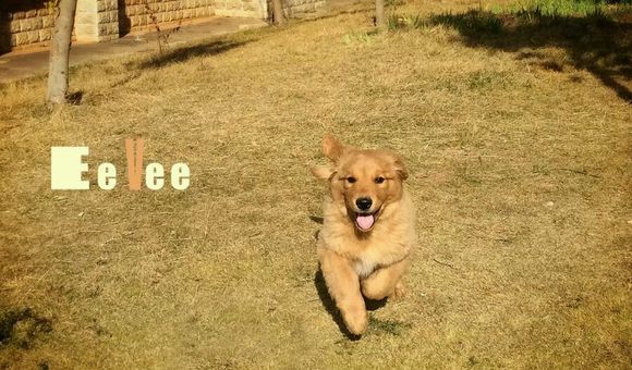 卷毛怎么用夹板拉直,金毛被主人说长得丑