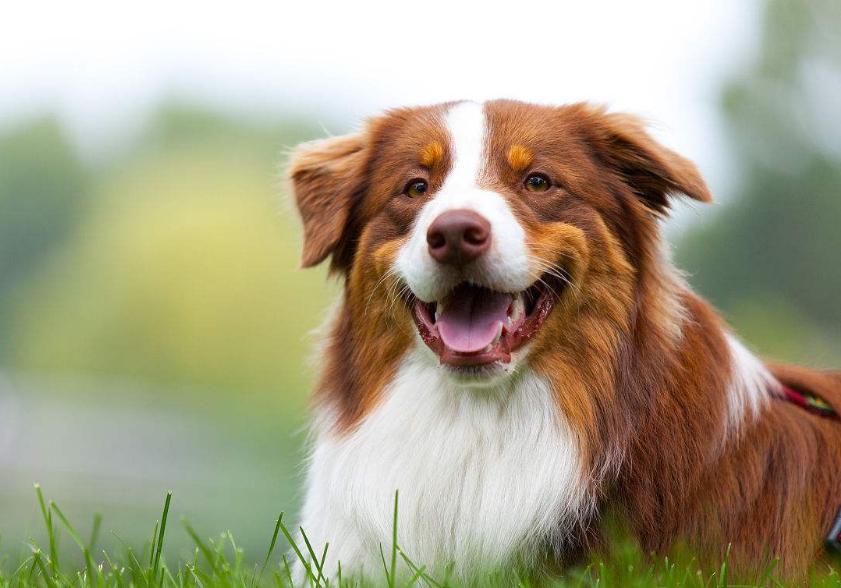 狗狗的品种以及品种的遗传病，*友狗**们要多加关注啊！