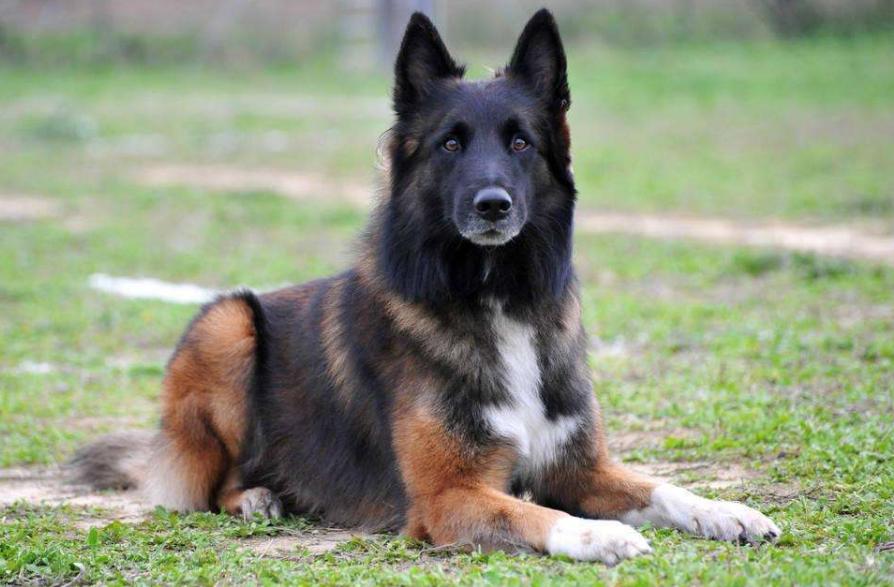 狗狗的品种以及品种的遗传病，*友狗**们要多加关注啊！