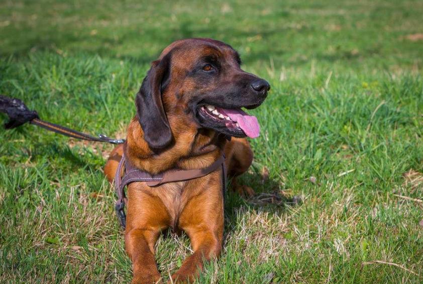 狗狗的品种以及品种的遗传病，*友狗**们要多加关注啊！