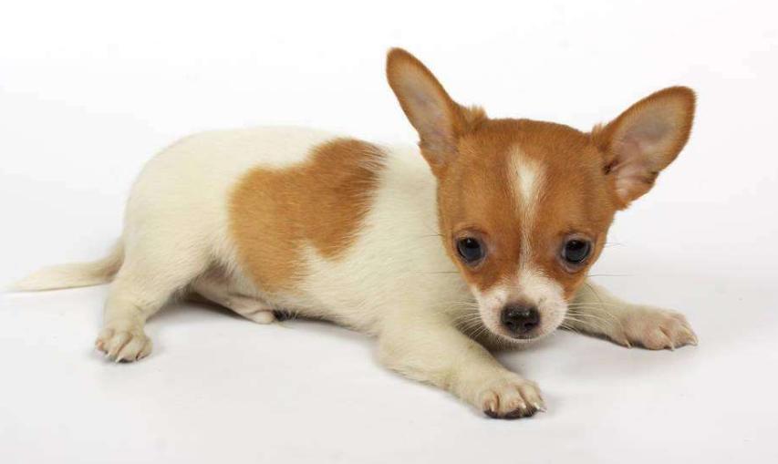 狗狗的品种以及品种的遗传病，*友狗**们要多加关注啊！