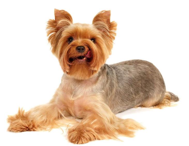 狗狗的品种以及品种的遗传病，*友狗**们要多加关注啊！