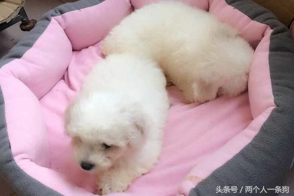 可爱的比熊犬领养,小可爱的小比熊