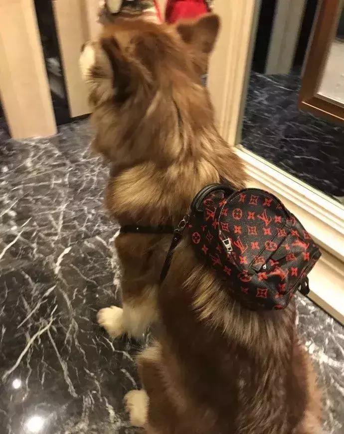 王思聪名媛女友,coco王思聪在一起过吗