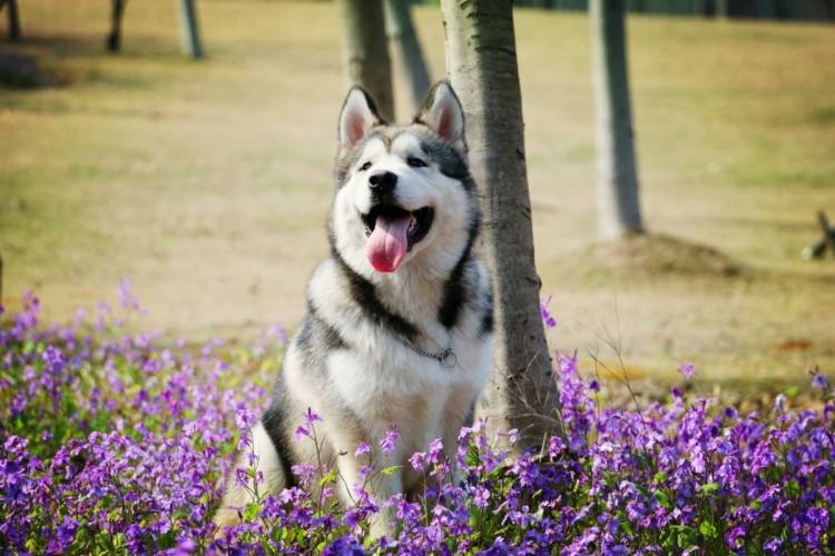 狗狗的品种以及品种的遗传病，*友狗**们要多加关注啊！