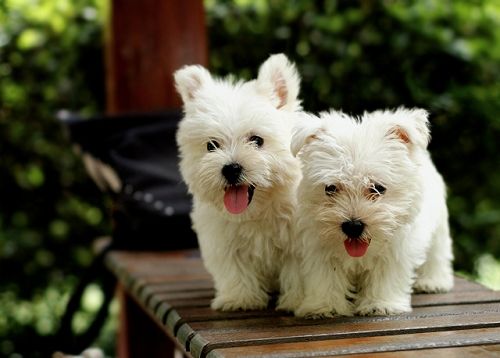 狗狗的品种以及品种的遗传病，*友狗**们要多加关注啊！