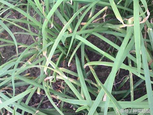 怎么让韭菜种的又青又好吃,韭菜干尖自制土法小妙招