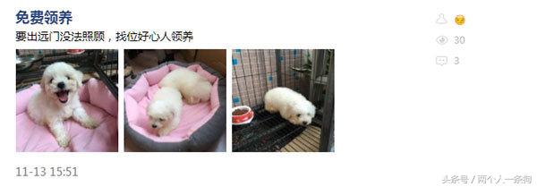 可爱的比熊犬领养,小可爱的小比熊