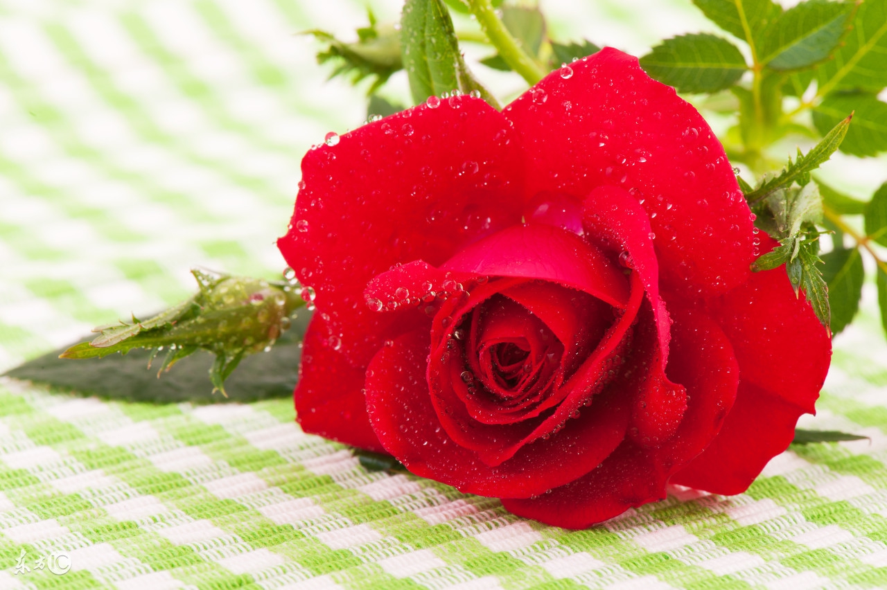 四十岁的女人单身该做什么,四十岁的女人应有什么心态