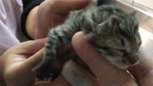 猫咪生产前12个小时的状况,猫咪生产小猫卡在产道怎么办