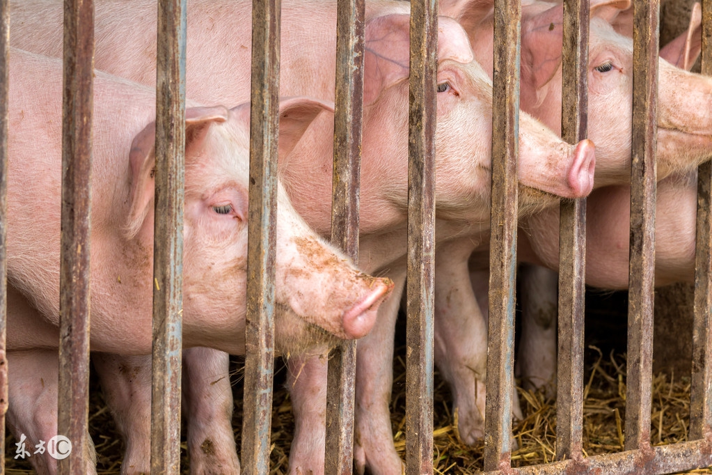 仔猪拉稀后成僵猪了怎么治疗,仔猪拉稀拉绿便怎么治