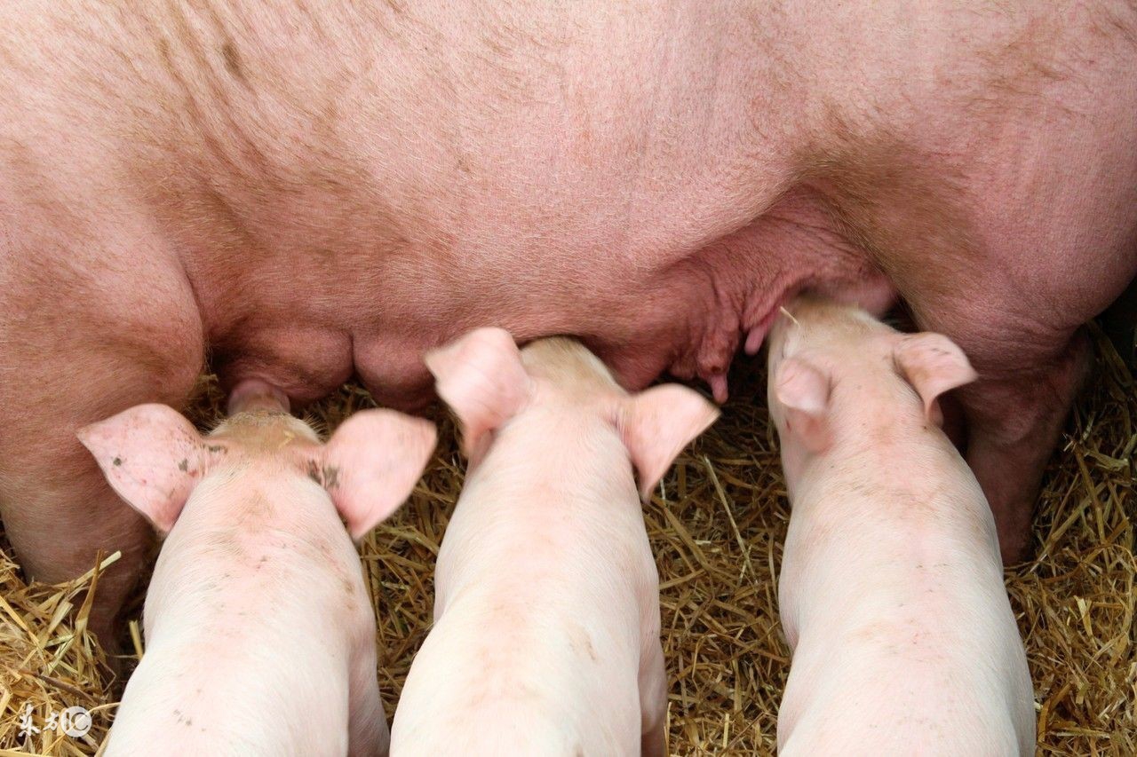 仔猪拉稀后成僵猪了怎么治疗,仔猪拉稀拉绿便怎么治