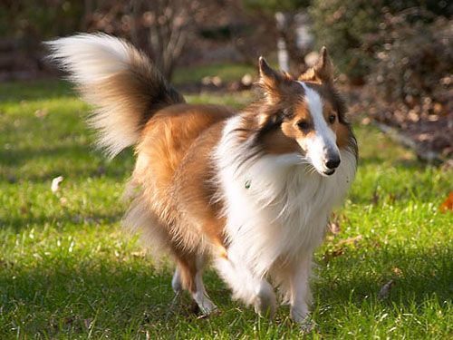 狗狗的品种以及品种的遗传病，*友狗**们要多加关注啊！