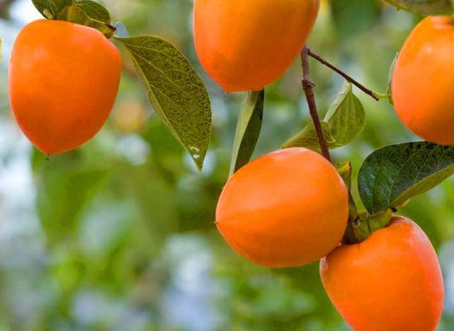 孕妈妈吃完柿子后呕吐不止，产科医生大骂其无知