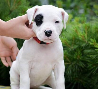 怎么正确挑选一个杜高犬,如何挑选一只好的杜高犬