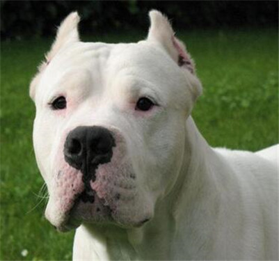 怎么正确挑选一个杜高犬,如何挑选一只好的杜高犬