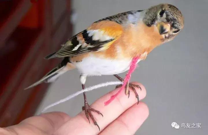 燕雀训练,训燕雀