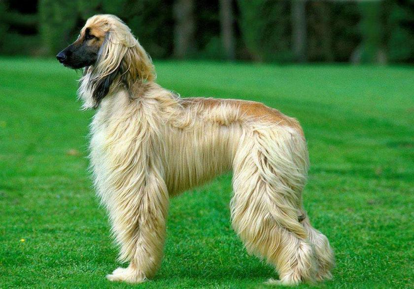 狗狗的品种以及品种的遗传病，*友狗**们要多加关注啊！