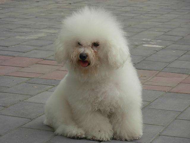 狗狗的品种以及品种的遗传病，*友狗**们要多加关注啊！