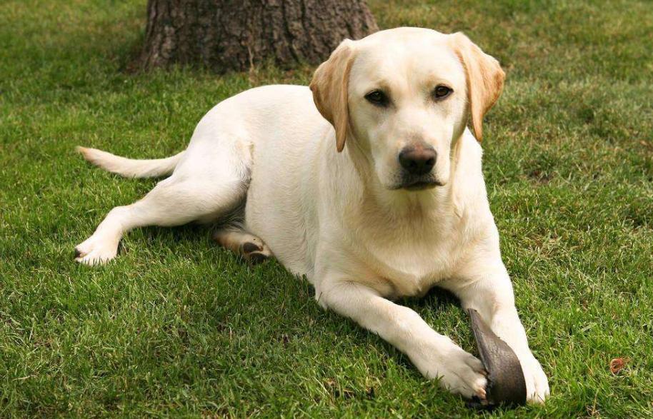 狗狗的品种以及品种的遗传病，*友狗**们要多加关注啊！