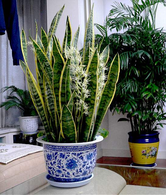 室内什么盆栽好看又好养,室内最好养的实用性很强的盆栽
