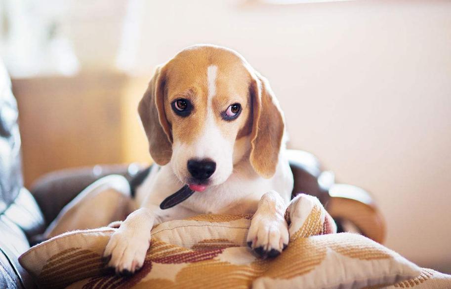 狗狗的品种以及品种的遗传病，*友狗**们要多加关注啊！