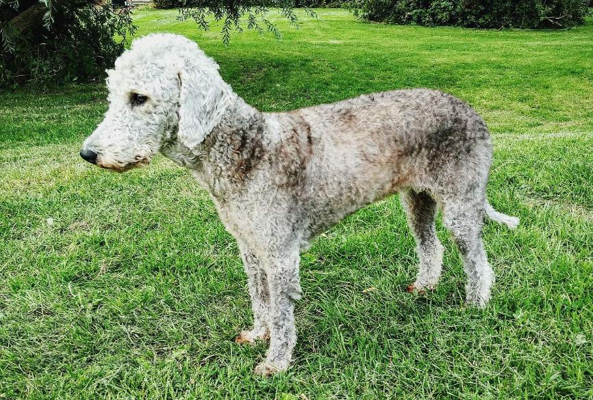 狗狗的品种以及品种的遗传病，*友狗**们要多加关注啊！