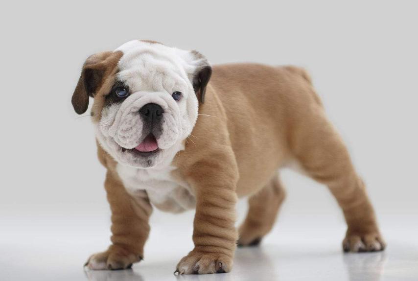 狗狗的品种以及品种的遗传病，*友狗**们要多加关注啊！