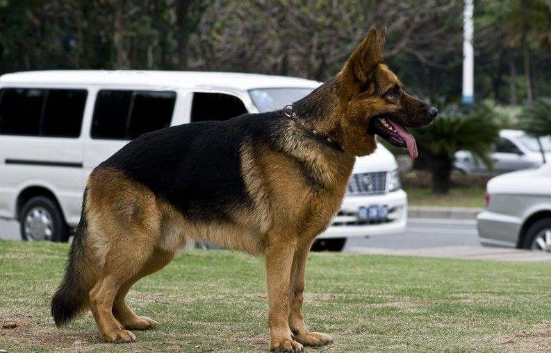 狗狗的品种以及品种的遗传病，*友狗**们要多加关注啊！