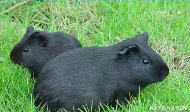 文山黑豚养殖,黑豚养殖技术txt