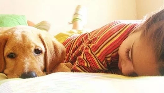 狗狗中毒后多久才能度过危险期,狗狗轻微食物中毒怎么办