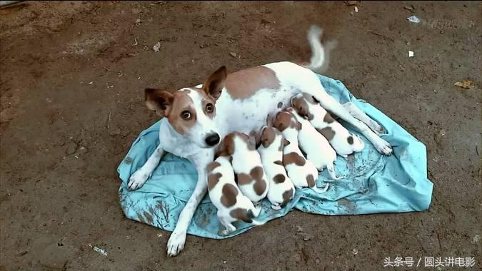 推荐几个泰国电影,泰国10部必看的经典电影