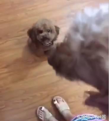 狗主人捡了一只母狗准备送保安室，家里的泰迪不让送：那是我媳妇