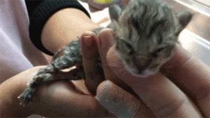 猫咪生产前12个小时的状况,猫咪生产小猫卡在产道怎么办