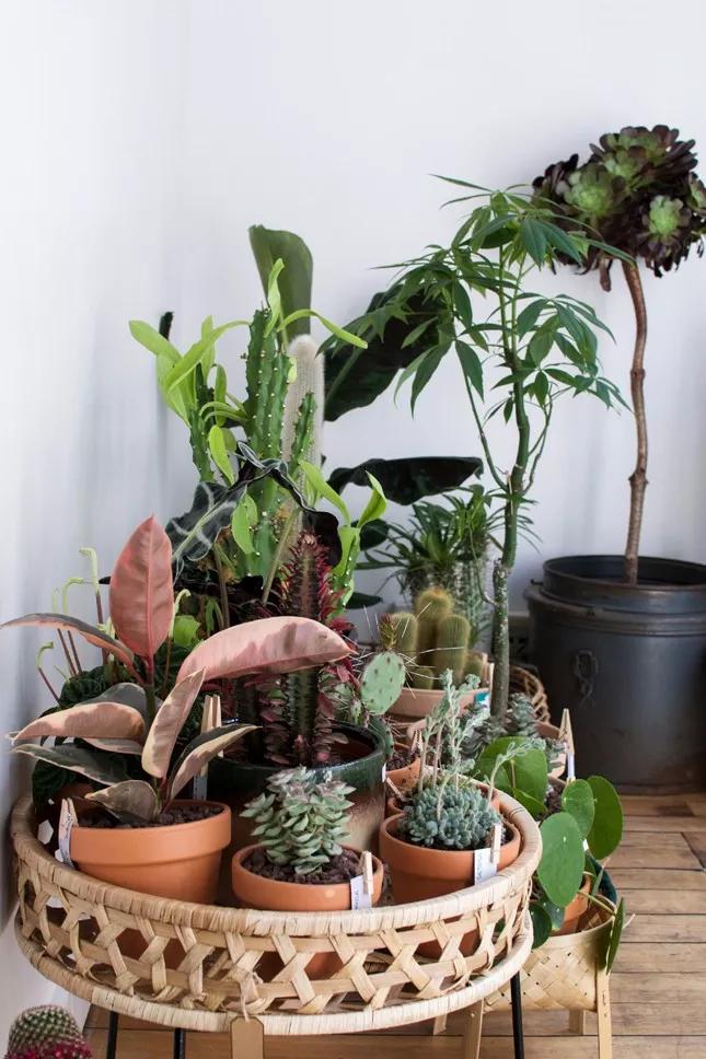 只卖绿植的店,一家开在老城区的网红绿植店铺