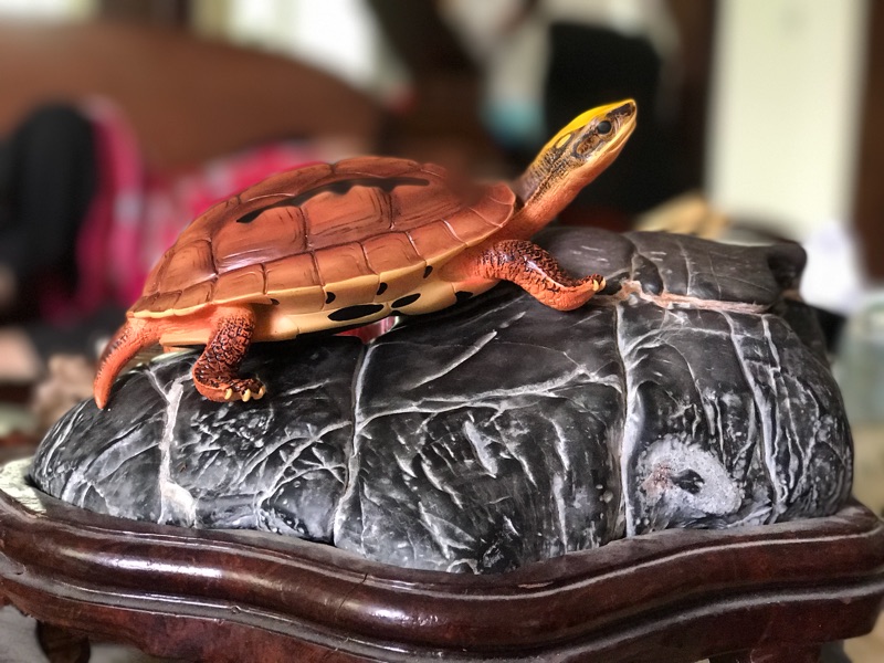 龟市是炒作还是商机好,龟市行情谁操控的