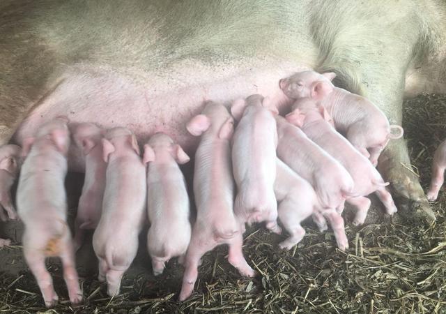 小猪拉稀怎么治也不好是不是猪瘟,小猪拉稀怎么办啊