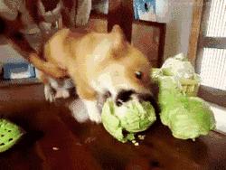 狗狗中毒后多久才能度过危险期,狗狗轻微食物中毒怎么办