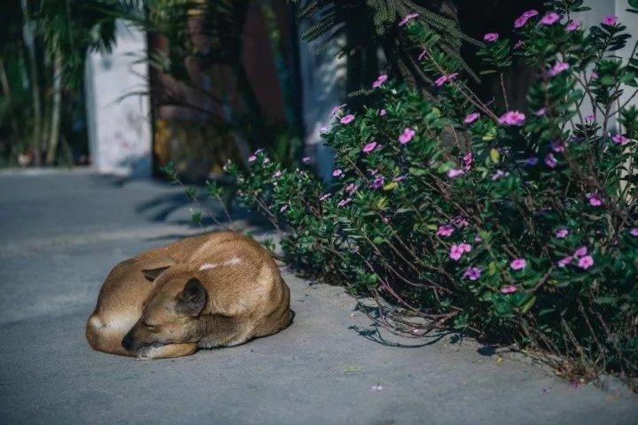 狗狗中毒后多久才能度过危险期,狗狗轻微食物中毒怎么办