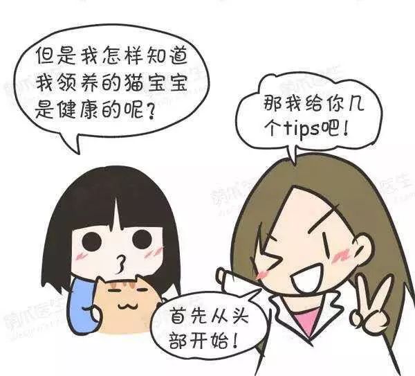 领养猫咪怎么看精神态势,领养猫咪如何知道乖不乖