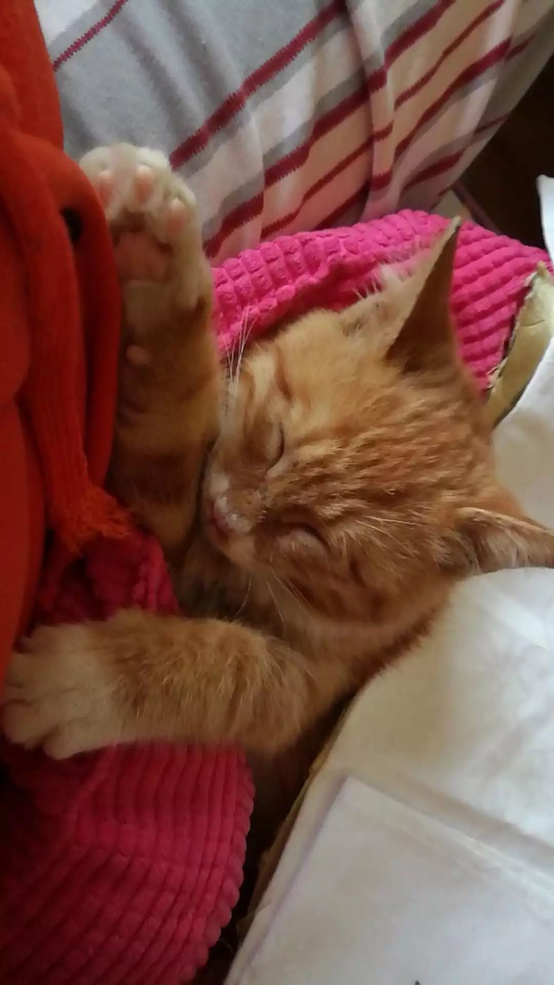 领养猫咪怎么看精神态势,领养猫咪如何知道乖不乖