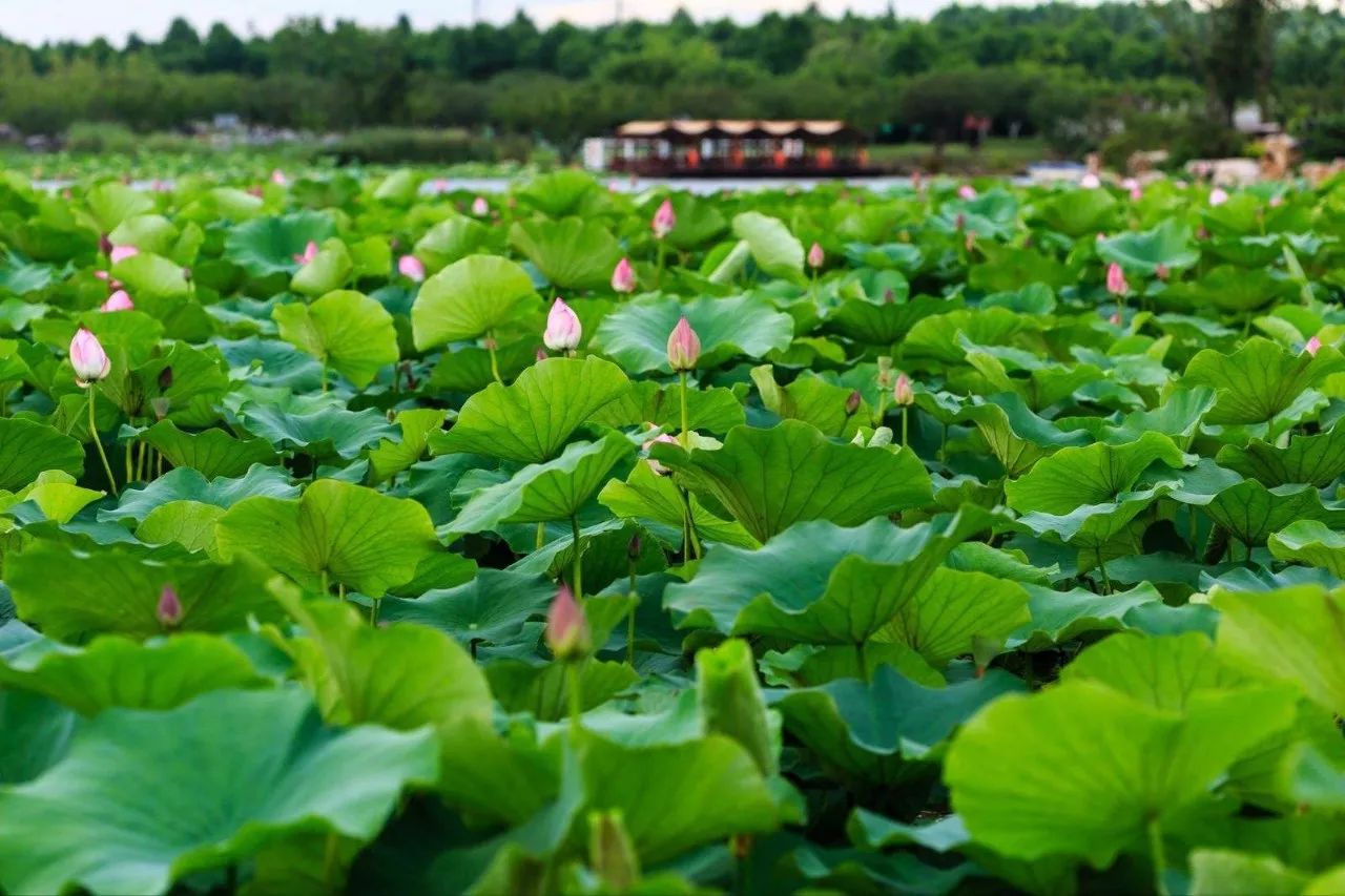 上海各个景点路线图,上海地铁沿线景点大全游上海必备