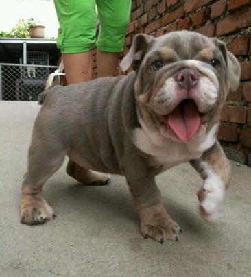 英牛和法牛犬咋区别,英牛和法牛哪个大一点