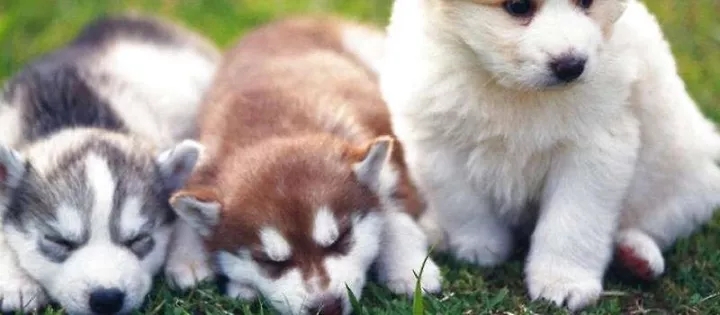 狗狗中毒后多久才能度过危险期,狗狗轻微食物中毒怎么办