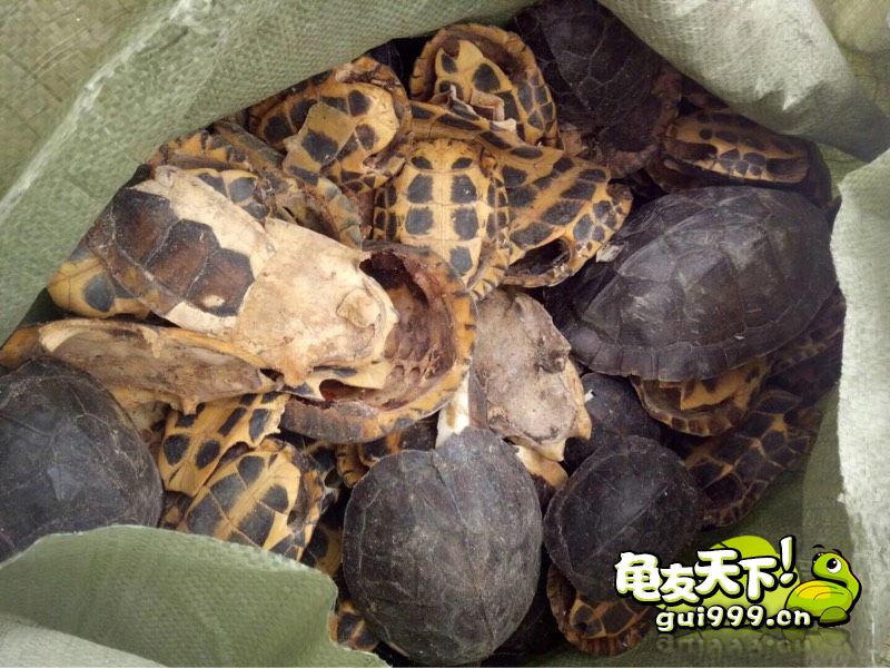 龟市是炒作还是商机好,龟市行情谁操控的