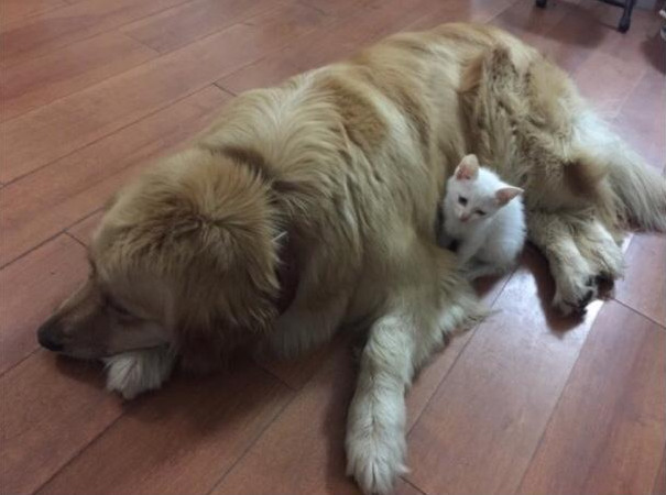 金毛流产后抑郁怎么办,金毛得抑郁症怎么办