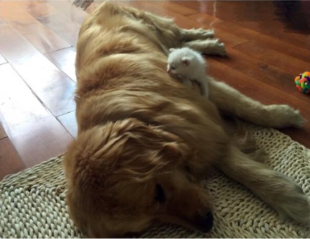 金毛流产后抑郁怎么办,金毛得抑郁症怎么办