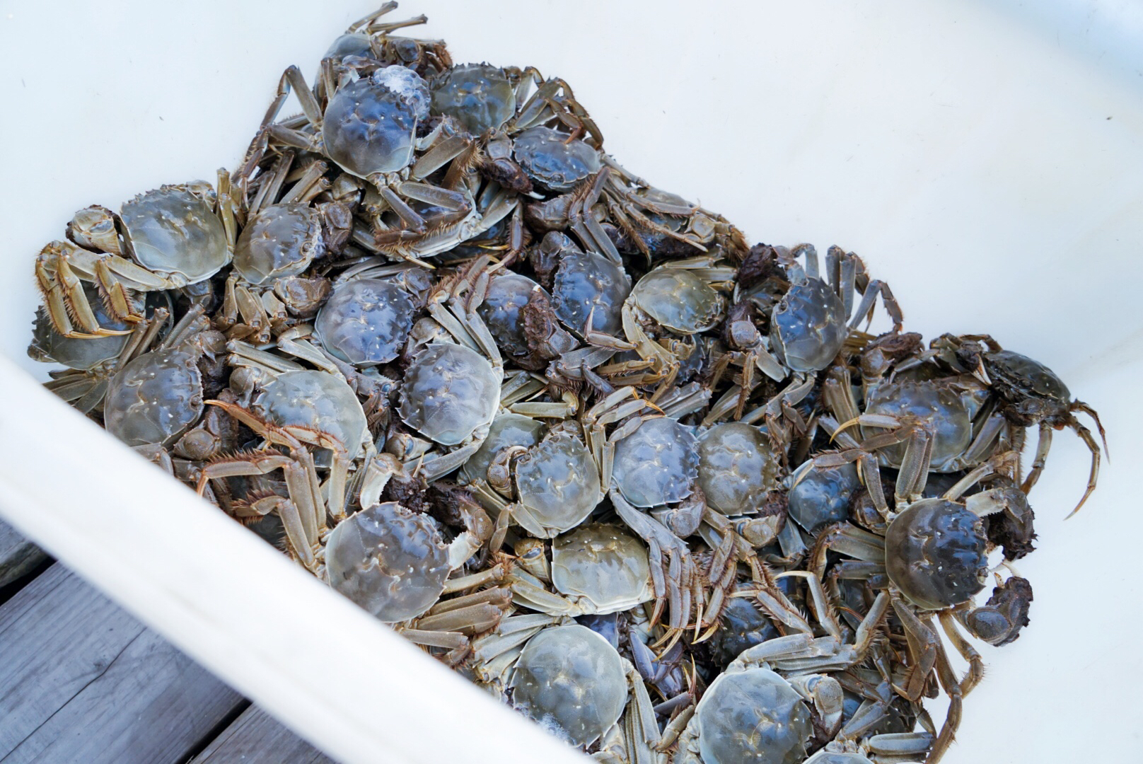 阳澄湖刚捞出来的螃蟹,阳澄湖大闸蟹现在能吃了吗