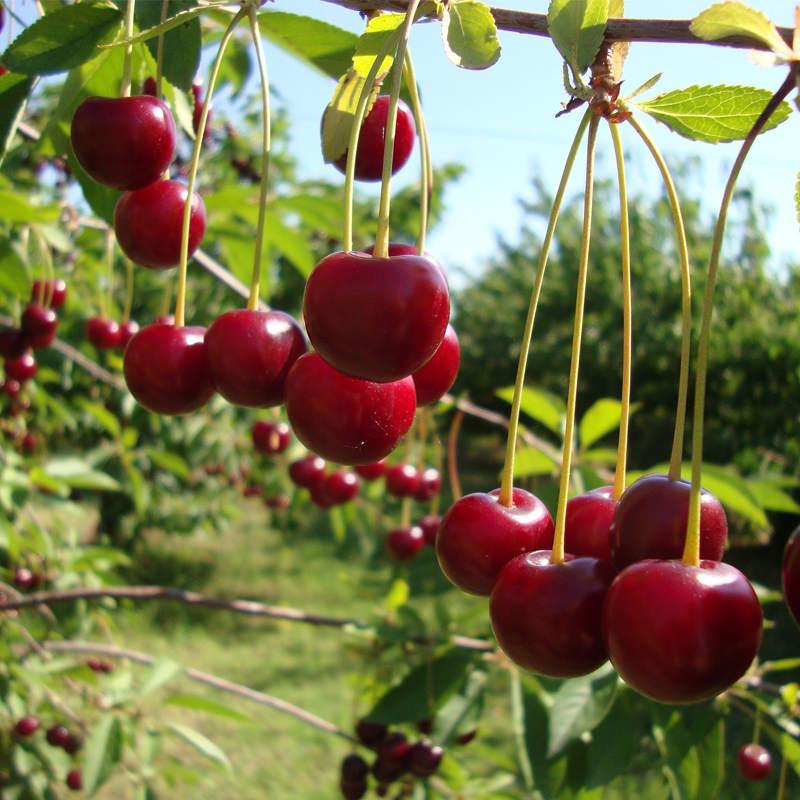 为什么同样的水果价格相差很多,为什么一样的水果价格差距太大